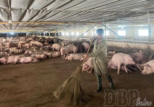 Công nhân Công ty THHH Quốc Toản vệ sinh chuồng trại chăn nuôi hàng ngày, đảm bảo tốt công tác phòng dịch bệnh.