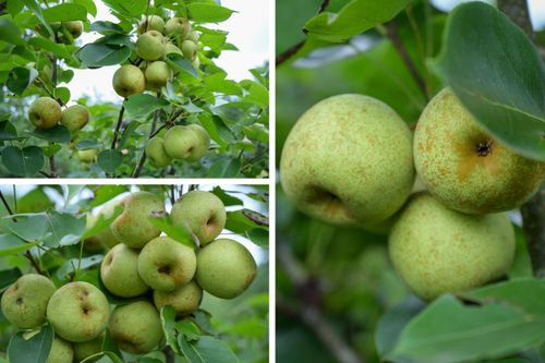 Từng chùm lê căng mọng tạo nên khung cảnh đẹp mắt giữa vùng cao Pu Nhi.