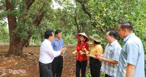 Thành ủy viên, Phó Chủ tịch UBND thành phố Đồng Nai Nguyễn Thị Hoàng (thứ 3 từ trái qua) khảo sát vườn điều tại Nông trại Quả Điều Vàng (xã Đồng Tâm). Ảnh: Bình Nguyên