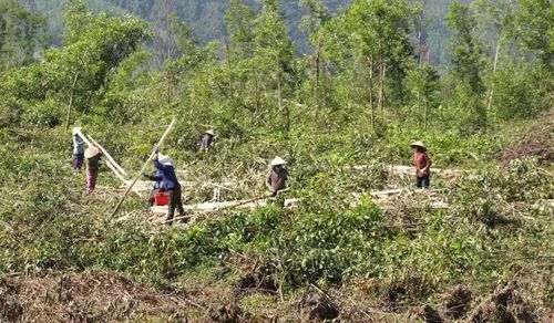 Người dân thu hoạch cây trồng để bàn giao đất cho địa phương phục vụ xây dựng Cụm công nghiệp Canh Vinh 1. Ảnh: T.S