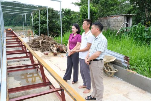 Hội Nông dân tỉnh khảo sát mô hình kinh tế sản xuất miến dong tại bản Huổi Ke, xã Bình Lư.