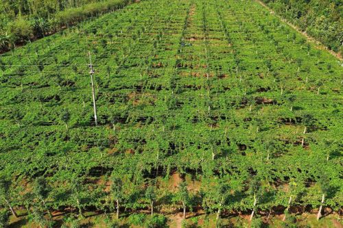 Diện tích chanh dây được chụp từ trên cao