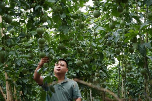 Chanh dây được bà con xã Tà Năng lựa chọn chuyển đổi
