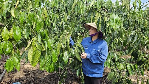 Chị Trần Thị Thanh Thuyết ở xã Lìa kiểm tra vườn cà phê vối đang sinh trưởng tốt của mình - Ảnh: L.A
