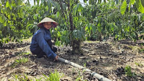 Chị Trần Thị Thanh Thuyết ở xã Lìa thường xuyên theo dõi hệ thống tưới nước, chăm sóc vườn cà phê vối nhằm đảm bảo năng suất và chất lượng cây trồng - Ảnh: L.A