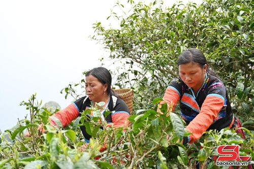 Nông dân bản Bẹ, xã Tà Xùa thu hái chè shan tuyết cổ thụ.