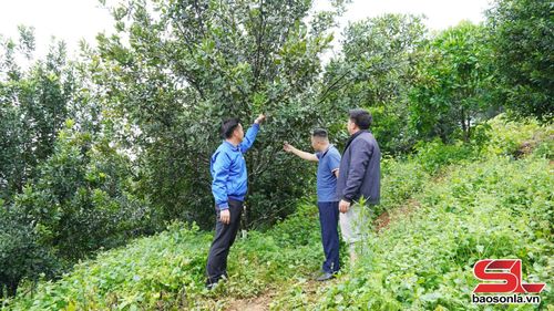 Mô hình cây mắc ca của nhân dân bản Suối On, xã Kim Bon.