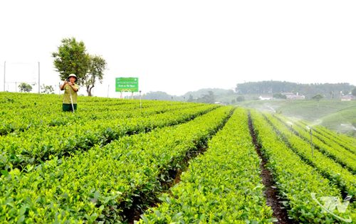 Ứng dụng công nghệ phun tưới tự động đang trở thành xu hướng tại nhiều vùng chè của Thái Nguyên. Sản xuất hiện đại là nền tảng quan trọng để xây dựng dữ liệu truy xuất nguồn gốc và nâng cao giá trị sản phẩm.