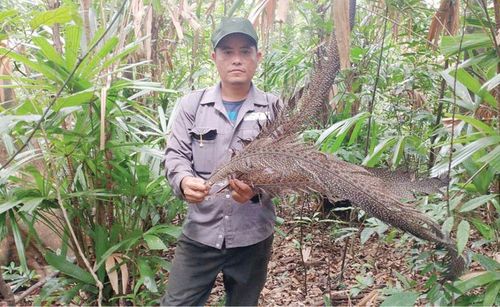 Phát hiện trĩ sao thay lông - loài ở mức cực kỳ nguy cấp xuất hiện trong rừng tự nhiên thuộc KDTTNPĐ vào cuối tháng 5 vừa qua