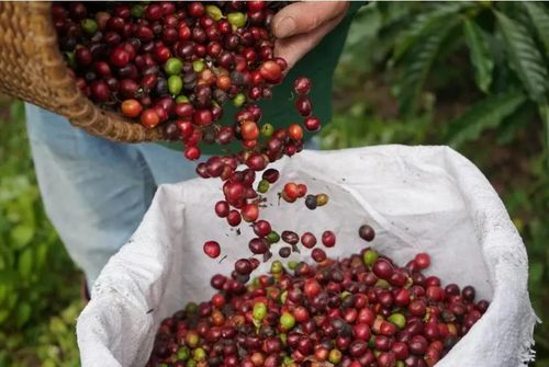 Giá cà phê hôm nay đồng loạt tăng từ 500 - 600 đồng/kg so với hôm qua. Ảnh minh họa