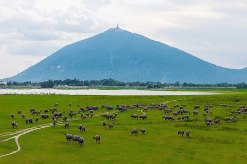Khoảnh khắc núi Bà Đen cao sừng sững, bên dưới là hàng chục con trâu đang gặm cỏ.