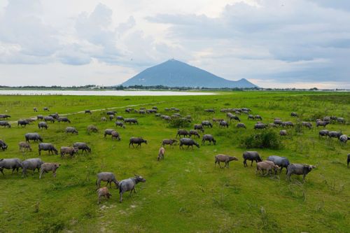 Những bãi cỏ rộng lớn lộ ra dưới chân núi Bà Đen khi hồ Dầu Tiếng vào mùa cạn tạo nên cảnh quan khác biệt so với thường ngày. Đàn trâu được chăn thả trên đồng cỏ là điểm nhấn thu hút người yêu nhiếp ảnh và du khách.