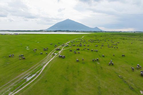 Từ khoảng tháng 3-4 hàng năm, khi Nam Bộ bước vào mùa khô, nắng nóng kéo dài khiến mực nước hồ giảm dần, để lộ những bãi đất rộng phủ kín cỏ xanh. Nhiều hộ dân tận dụng các bãi bồi này làm nơi chăn thả gia súc. Nhờ nguồn cỏ tự nhiên dồi dào, những đàn trâu có thể tự do kiếm ăn trên các đồng cỏ mới hình thành sau khi nước rút.