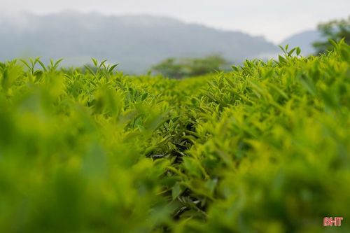 Không chỉ mang giá trị kinh tế, những đồi chè xanh bạt ngàn còn là nguồn tài nguyên cảnh quan giàu tiềm năng để hình thành các sản phẩm du lịch trải nghiệm, tham quan và nghỉ dưỡng.