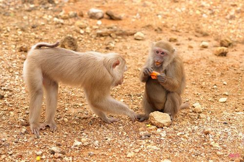 Là một trong những trung tâm đa dạng sinh học hàng đầu Việt Nam, nơi đây hiện ghi nhận hơn 1.820 loài thực vật cùng hàng trăm loài động vật quý hiếm, trong đó có hơn 90 loài thú, hơn 310 loài chim và nhiều loài đặc hữu mang giá trị bảo tồn toàn cầu.