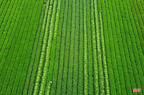 Sắc xanh mơn mởn của những búp chè non cùng hình ảnh người dân cần mẫn lao động tạo nên nét đẹp bình dị, đặc trưng của vùng núi Hà Tĩnh.