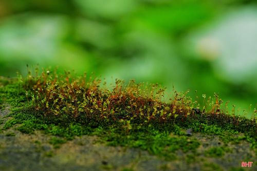  Vườn Quốc gia Vũ Quang sở hữu hệ sinh thái tự nhiên phong phú với những cánh rừng nguyên sinh, khe suối trong lành và thảm thực vật xanh tốt quanh năm. 