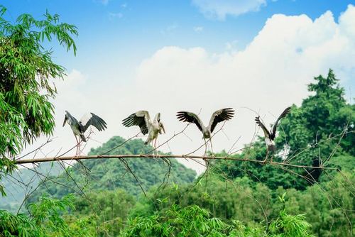Vườn chim Thung Nham - Ninh Bình