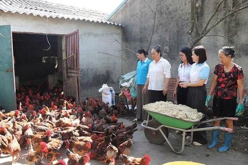 Lãnh đạo Hội LHPN xã Nga Sơn thăm, kiểm tra sử dụng vốn vay phát triển kinh tế của hội viên Mai Thị Luyện, thôn Trung, nuôi gà lai Đông Tảo.