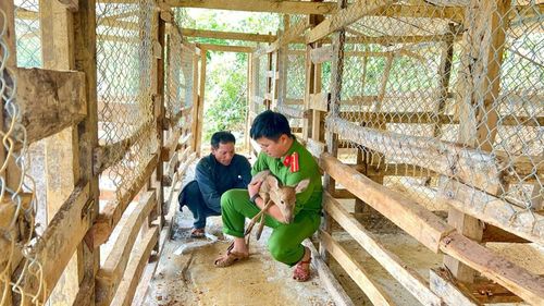 Công an xã Trà Tập hỗ trợ người dân xây dựng chuồng nuôi hươu và hướng dẫn cách chăm sóc. Ảnh: H.H