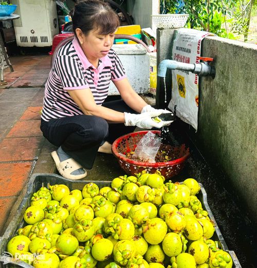 Trái măng cụt xanh được sử dụng làm nguyên liệu chế biến món ăn ngon.