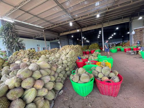 Sầu riêng Lâm Đồng được tập kết tại cơ sở thu mua trước khi phân loại, đóng gói phục vụ thị trường trong nước và xuất khẩu