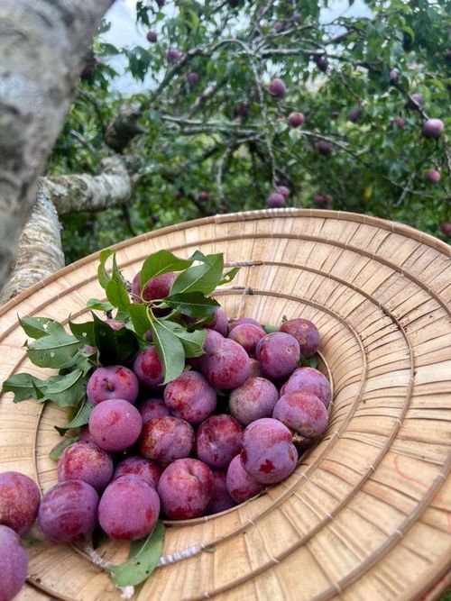 Vườn mận độc đáo của ông Phú đón khách tham quan, trải nghiệm hái mận và thưởng thức ngay tại vườn