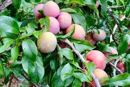 Những cành mận gốc Hà Nội ghép với đào lông Đà Lạt sai trĩu quả