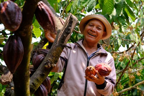 Người M'nông trồng ca cao ở xã Đam Rông 4