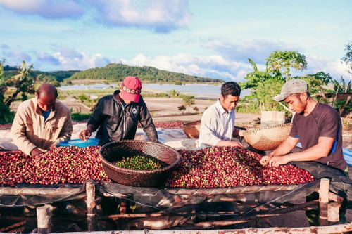 Đồng bào K’ho trồng cà phê chất lượng cao ở Lâm Đồng