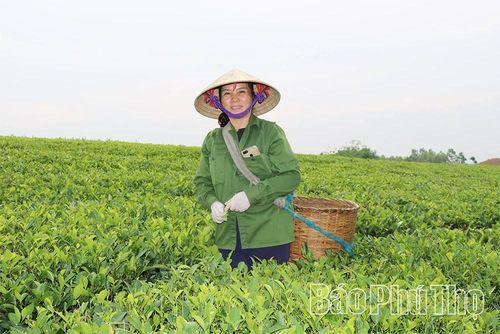 Vùng chè nguyên liệu của HTX chè an toàn Long Cốc, xã Long Cốc được sản xuất theo tiêu chuẩn VietGAP, đáp ứng yêu cầu nâng cao chất lượng sản phẩm.