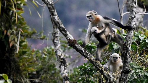 Khám phá Vườn quốc gia Du Già, du khách có cơ hội tìm hiểu môi trường sống của loài voọc mũi hếch.