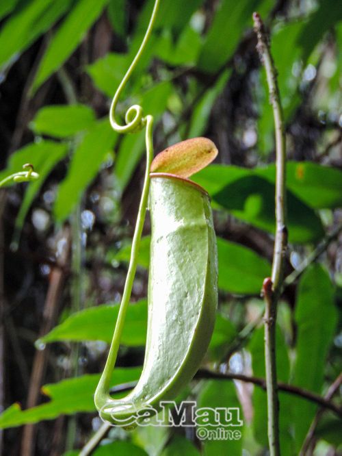 Cây nắp ấm.