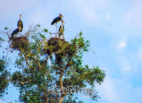 Già đẫy Java, loài chim quý hiếm có tên trong Sách Đỏ Việt Nam.