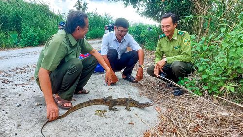 Lực lượng chức năng thả cá thể kỳ đà về môi trường tự nhiên tại Vườn Quốc gia U Minh Hạ.