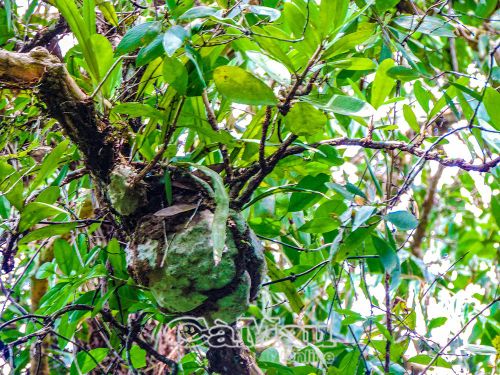 Kỳ nam kiến là loài thực vật sống phụ sinh, được sử dụng trong các bài thuốc y học cổ truyền.