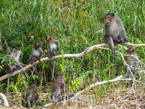 Đàn khỉ tại Vườn Quốc gia U Minh Hạ hiện sinh sôi, phát triển với số lượng khá lớn.
