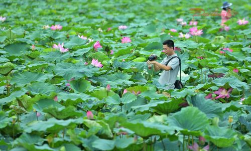 Ánh nắng nhẹ nhàng buổi bình minh giúp các tay máy có thêm điều kiện thuận lợi để sáng tạo những khuôn hình giàu cảm xúc.