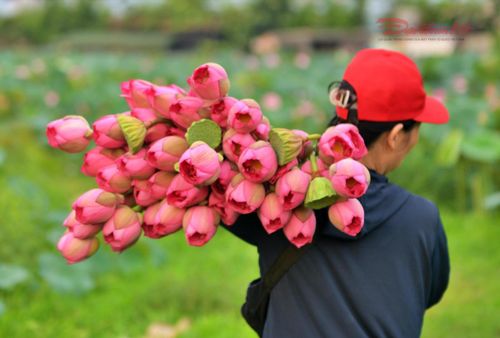 Bên cạnh hoạt động tham quan, hình ảnh người trồng sen chăm sóc, thu hái hoa cũng góp phần tạo nên nét đẹp lao động bình dị của vùng sen Hồ Tây.