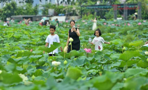 Sáng sớm, thời tiết dịu mát giúp du khách thoải mái dạo bước giữa những đầm sen.