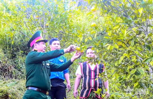 Cán bộ Đội Sản xuất nông lâm 3 (Đoàn Kinh tế - Quốc phòng 207) hướng dẫn bà con kỹ thuật thu hái, bảo quản cam. 