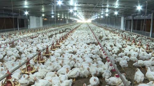  Một trang trại nuôi gà lông trắng tại xã Phú Giáo (TPHCM). Ảnh: ĐỨC TRUNG 