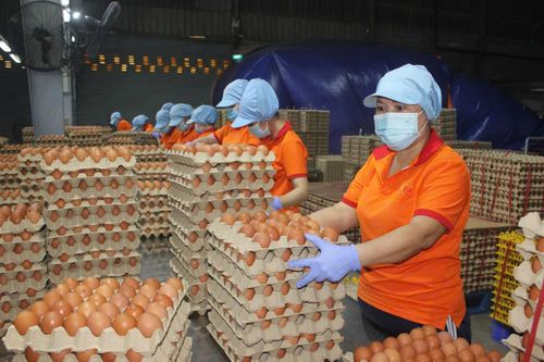  Sản xuất trứng gà tại Công ty TNHH QL Vietnam Agroresources (tỉnh Tây Ninh). Ảnh: ĐOÀN NGUYÊN 