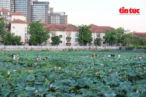 Một góc đầm sen Bách Diệp ven hồ Tây.