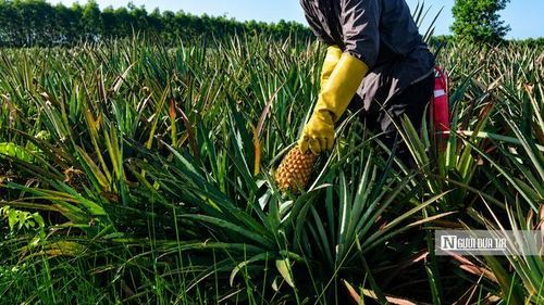 Khóm là cây trồng chủ lực của nhiều hộ dân vùng Đồng Tháp Mười (tỉnh Đồng Tháp), mang lại nguồn thu nhập chính cho người dân địa phương.