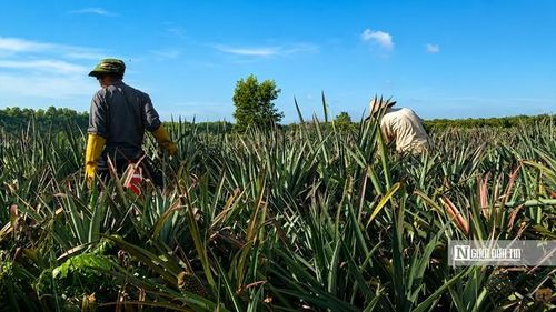 Toàn tỉnh Đồng Tháp hiện có khoảng 14.700 ha khóm chuyên canh, sản lượng hơn 283.000 tấn mỗi năm.