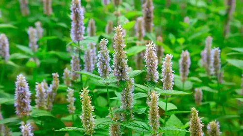Hoắc hương (Patchouli) là một trong "tứ đại thảo mộc" và là nguyên liệu huyền thoại tạo nên chiều sâu của nước hoa