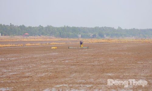 Đồng ruộng được san phẳng trước khi xuống giống góp phần hạn chế sự di chuyển của ốc bươu vàng, nâng cao hiệu quả quản lý dịch hại ngay từ đầu vụ sản xuất.