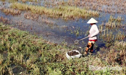 Người dân chủ động thu gom ốc bươu vàng trên đồng ruộng. Thay đổi tập quán quản lý dịch hại theo hướng giảm hóa chất đang trở thành yêu cầu quan trọng trong xây dựng nền nông nghiệp sinh thái, phát thải thấp. Ảnh: Văn Bửu