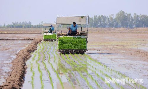 Cơ giới hóa khâu cấy lúa giúp giảm lượng giống, tạo điều kiện thuận lợi cho việc quản lý dịch hại theo hướng sinh thái trên đồng ruộng.